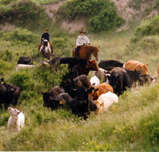 USA-Colorado-Cowboy Adventure in Colorado